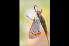 Großer Feuerfalter 01 (Lycaena dispar)