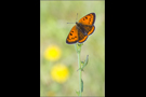 Großer Feuerfalter (Lycaena dispar) 03