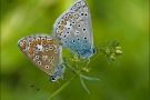 Hauhechel-Bläuling Paarung 03 (Polyommatus icarus)