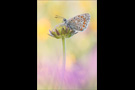 Himmelblauer Bläuling (Polyommatus bellargus) 03