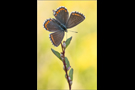 Himmelblauer Bläuling (Polyommatus bellargus) 02