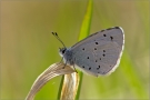 Faulbaum-Bläuling (Celastrina argiolus)