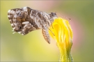 Pelargonien-Bläuling (Cacyreus marshalli)