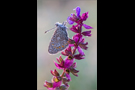 Hauhechel-Bläuling 10 (Polyommatus icarus)