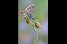 Hauhechel-Bläuling 12 (Polyommatus icarus)