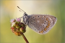 Hauhechel-Bläuling 14 (Polyommatus icarus)