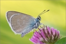 Rotklee-Bläuling 01 (Polyommatus semiargus)