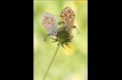 Silbergrüner Bläuling Paarung 03 (Polyommatus coridon)