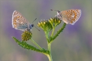 Hauhechel-Bläuling 15 (Polyommatus icarus)