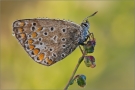 Hauhechel-Bläuling 16 (Polyommatus icarus)