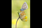 Wundklee-Bläuling 01 (Polyommatus dorylas)