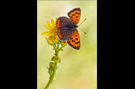 Kleiner Feuerfalter 06 (Lycaena phlaeas)