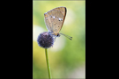 Dukatenfalter 01 (Lycaena virgaureae)