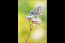 Dunkler Alpenbläuling 01 (Plebejus glandon)