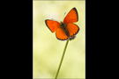 Dukatenfalter 02 (Lycaena virgaureae)