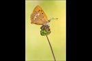 Dukatenfalter 03 (Lycaena virgaureae)