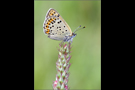 Brauner Feuerfalter 01 (Lycaena tityrus)
