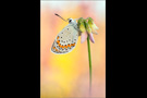 Kronwicken-Bläuling (Plebejus argyrognomon) 03