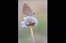 Kleiner Feuerfalter 06 (Lycaena phlaeas)