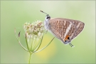 Großer Wanderbläuling 01 (Lampides boeticus)