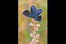 Kronwicken-Bläuling (Plebejus argyrognomon) 06