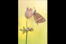 Großer Wanderbläuling (Lampides boeticus) 05