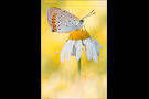 Großer Feuerfalter (Lycaena dispar) 04