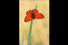 Großer Feuerfalter (Lycaena dispar) 02