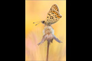 Brauner Feuerfalter (Lycaena tityrus) 05