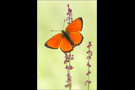 Dukatenfalter (Lycaena virgaureae) 05