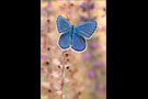 Kronwicken-Bläuling (Plebejus argyrognomon) 04