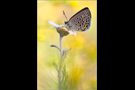 Hochmoor-Bläuling (Plebejus optilete) 01