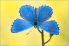 Himmelblauer Bläuling (Polyommatus bellargus) 01