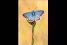 Silbergrüner Bläuling 09 (Polyommatus coridon)