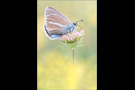 Weißdolch Bläuling (Polyommatus damon) 04