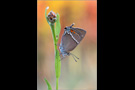 Kreuzdorn-Zipfelfalter (Satyrium spini) 06