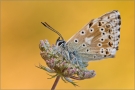 Silbergrüner Bläuling 05 (Polyommatus coridon)