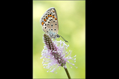 Spanischer Bläuling 01 (Polyommatus pylaon ssp. trappi)