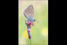 Zahnflügel-Bläuling 01 (Polyommatus daphnis)