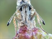 Südöstlicher Roter Würfel-Dickkopffalter (Spialia orbifer) 04