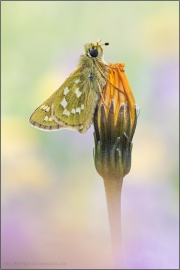 Komma-Dickkopffalter (Hesperia comma) 03