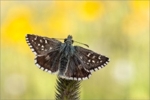 Graumelierter Alpen-Würfel-Dickkopffalter (Pyrgus andromedae) 01