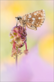 Südöstlicher Roter Würfel-Dickkopffalter (Spialia orbifer) 05
