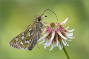 Komma-Dickkopffalter 01 (Hesperia comma)