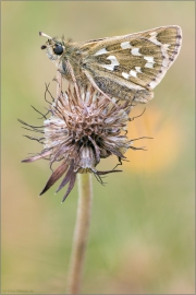 Komma-Dickkopffalter (Hesperia comma) 02