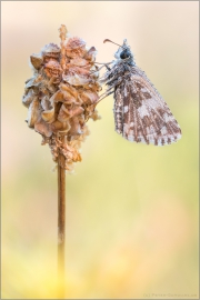 Südöstlicher Roter Würfel-Dickkopffalter (Spialia orbifer) 02