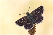 Südöstlicher Roter Würfel-Dickkopffalter (Spialia orbifer) 03