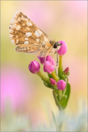 Südöstlicher Roter Würfel-Dickkopffalter (Spialia orbifer) 01