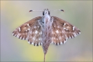 Malven-Dickkopffalter 05 (Carcharodus alceae)