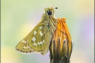 Komma-Dickkopffalter (Hesperia comma) 03